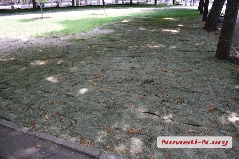 В Николаеве газон, который «переселили» с площади Соборной, превращается в сено