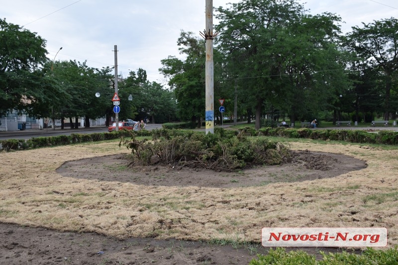 Вслед за газоном погибают кусты самшита, пересаженные с площади Соборной
