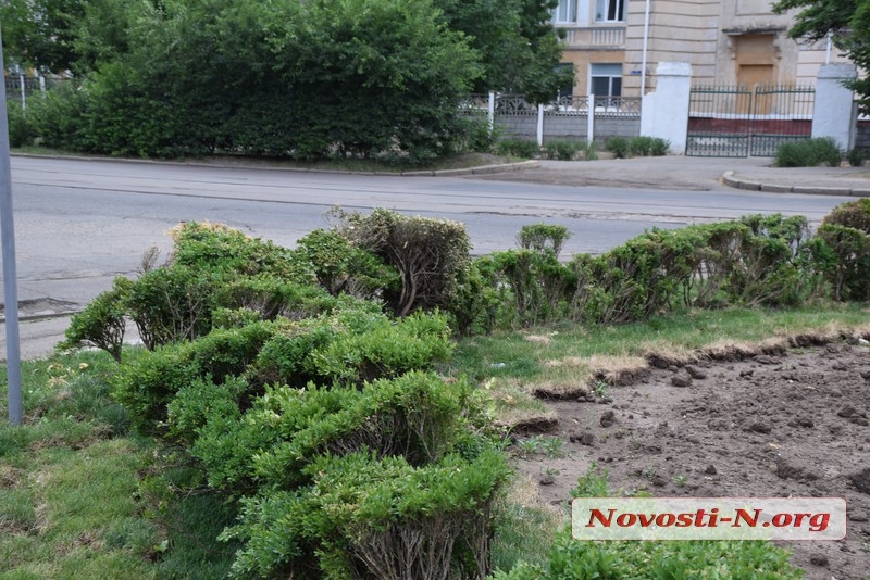 Вслед за газоном погибают кусты самшита, пересаженные с площади Соборной