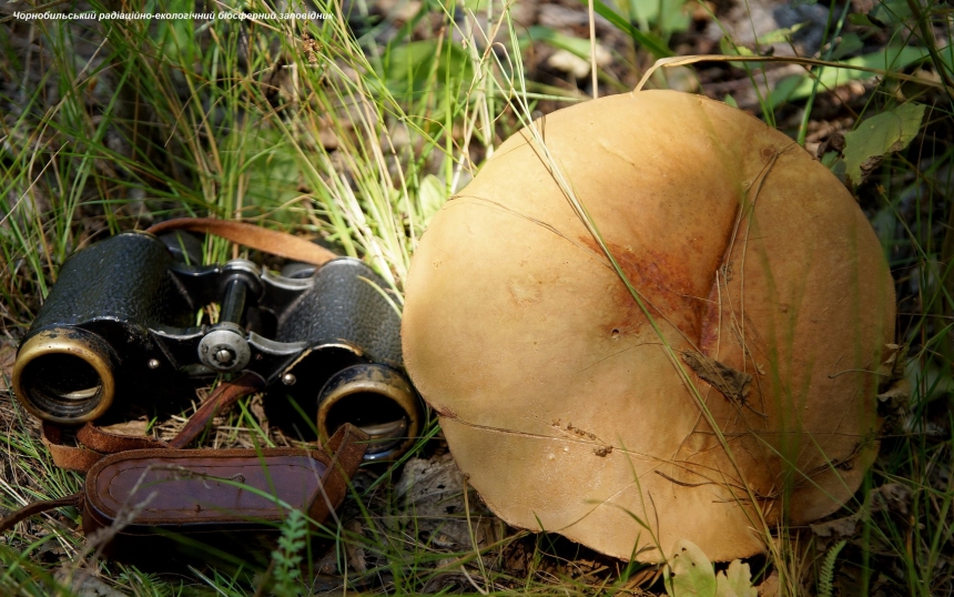 В Чернобыльском заповеднике показали гигантские грибы, которые нельзя собирать