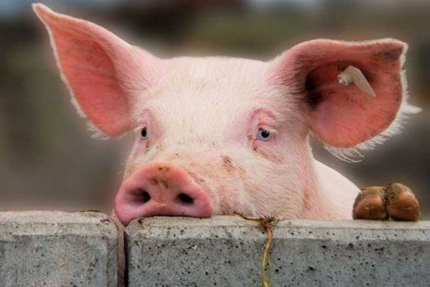 К борьбе со вспышкой африканской чумы свиней привлекли Нацгвардию