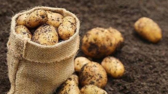 В августе Украина купила рекордный за все время независимости объем картофеля