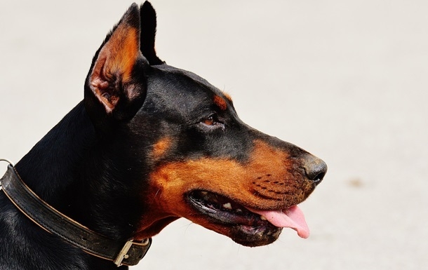 В Мелитополе на полицейских натравили собаку: они госпитализированы