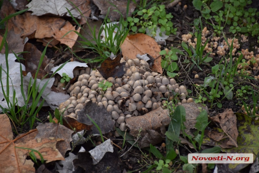 На Центральном проспекте города на тополях массово растут грибы