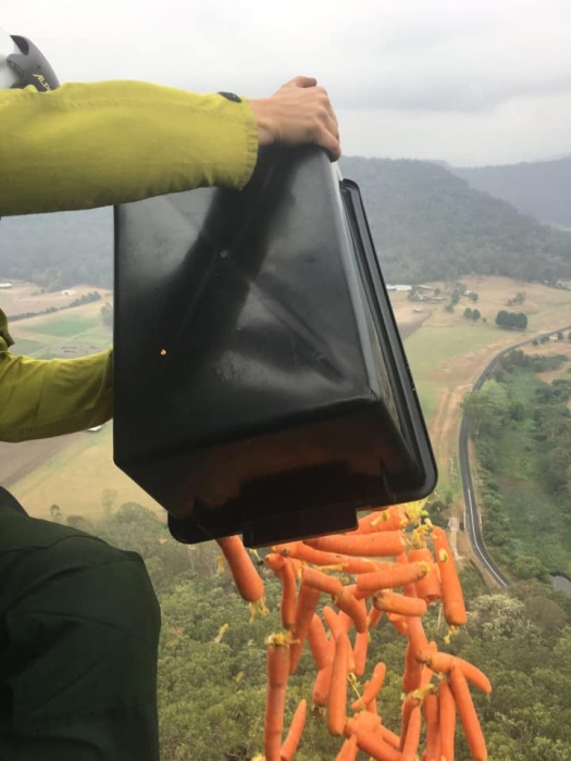 В Австралии уцелевшим в пожарах животным сбрасывают еду с вертолетов