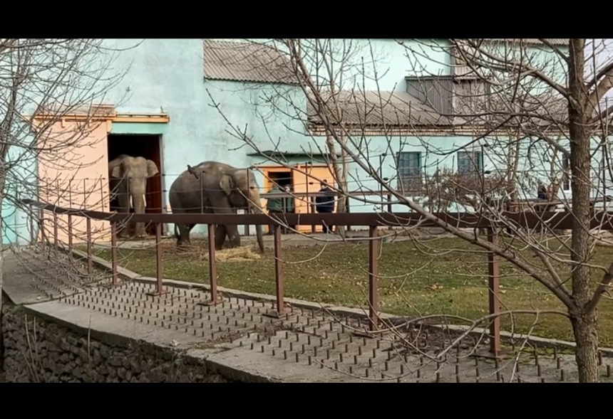 Слоны в николаевском зоопарке вышли на свою первую прогулку. Видео