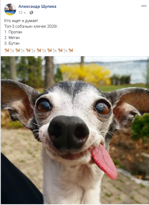 «Продать собаку ради оплаты коммуналки»: николаевцы делятся фото своих питомцев и высмеивают нардепа