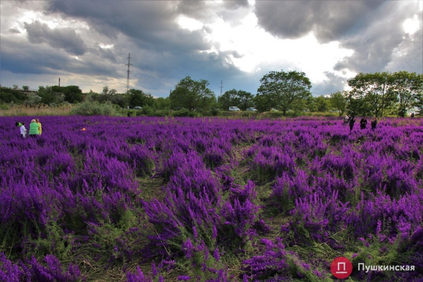 В Одесской области появилось «фиолетовое поле»