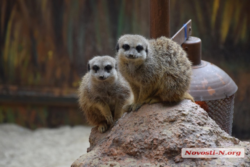 Смех и восторг: как Николаевский зоопарк собрал «аншлаг» на День защиты детей. ФОТОРЕПОРТАЖ 