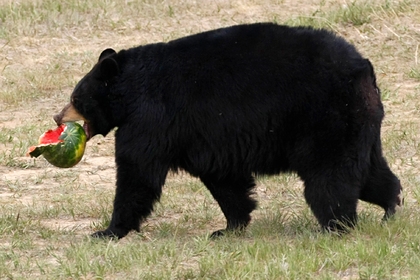 Женщину отдали под суд за то, что она пускала домой дикого медведя и кормила его