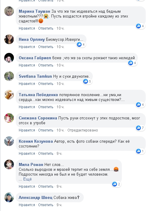 В сети аферисты собирают деньги на собаку, с которой «николаевские дети срезали шкуру»