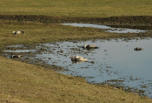 В Херсонской области продолжают гибнуть краснокнижные журавли