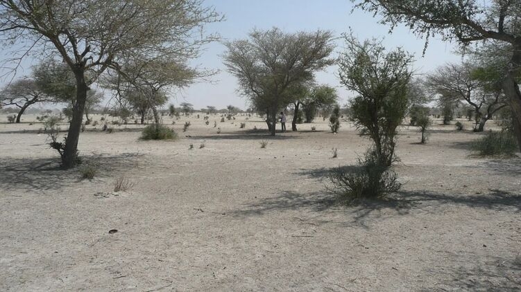Искусственный интеллект нашел почти два миллиарда деревьев в африканской пустыне Сахара