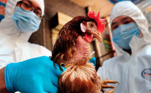Птичий грипп в Николаевской области: охвачено уже 5 районов