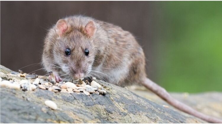 В Украине выявили первый случай заболевания хантавирусом, который переносят крысы