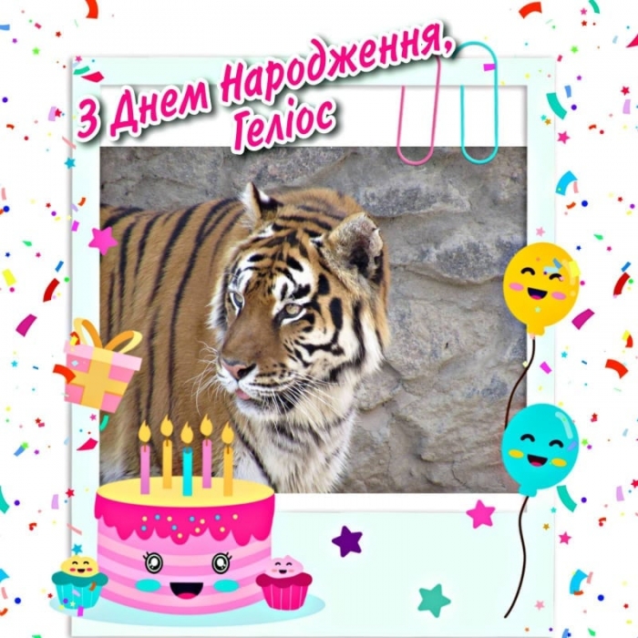В Николаевском зоопарке тигр-долгожитель празднует свой юбилей   
