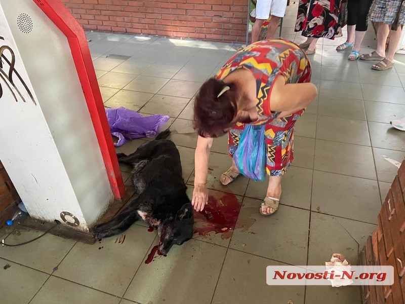  Полицейские установили личность мужчины, застрелившего собаку на рынке в Николаеве — его разыскивают