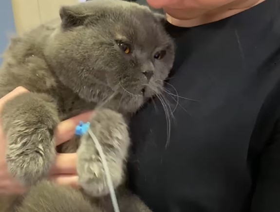 В Днепре кота случайно постирали в машинке - животное чудом выжило (видео)