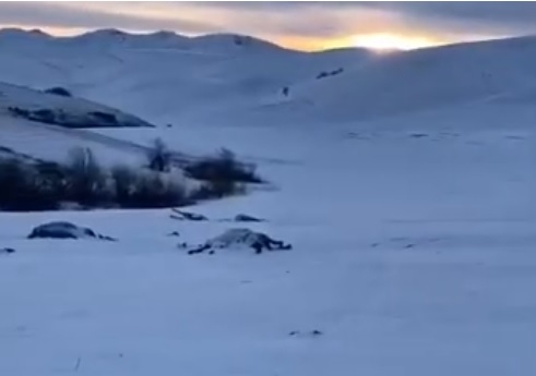 На Алтае браконьеры расстреляли табун лошадей (видео)