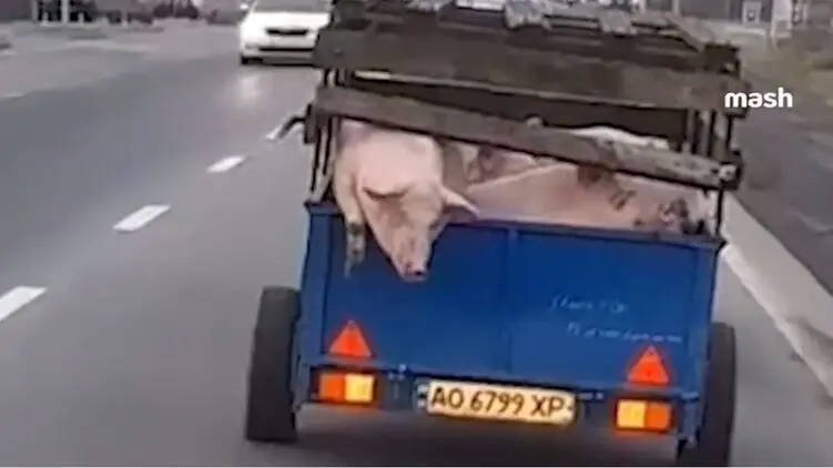 В Мукачево свинья во время движения авто сбежала из прицепа (видео)