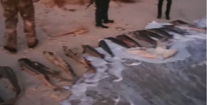 Возле острова Джарылгач задержали браконьеров с сотнями кило рыбы из Красной книги (видео)