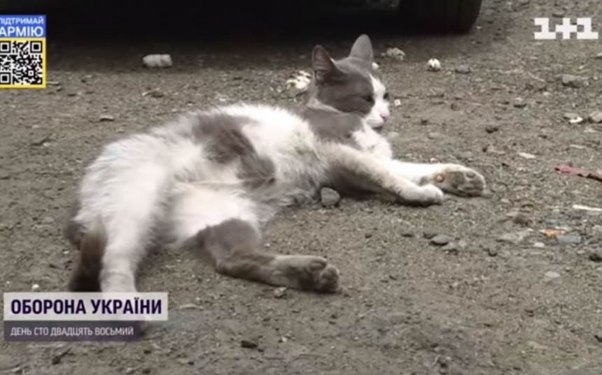 Кошка эвакуировалась на автобусной подвеске из Николаева в Одессу