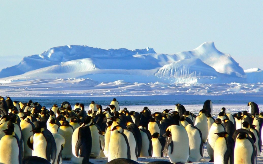 Украинскую станцию в Антарктиде «атакуют» пингвины (видео)
