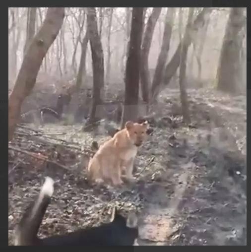 У границы с Украиной в районе Паланки обнаружили гуляющего по лесу льва (видео)