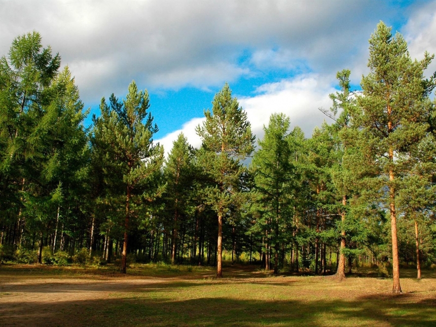 В Николаевской области незаконно передали лес за 800 миллионов