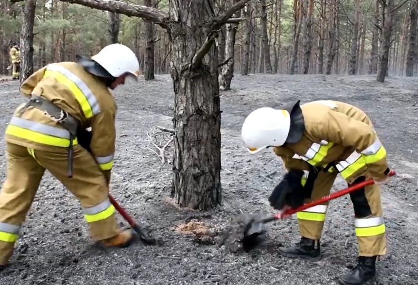 Под Николаевом из-за поджога масштабно горел лес (видео)
