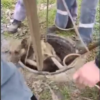 В Николаеве сотрудники водоканала спасли из колодца собаку (видео)