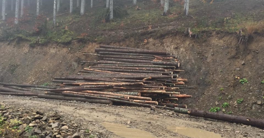 Оккупанты массово вывозят украинский лес