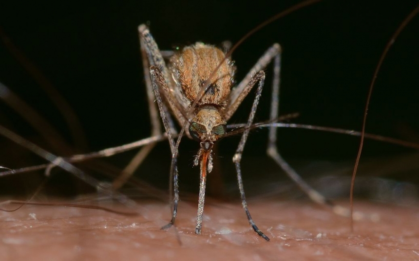 В Европе распространяется новый вид комаров, переносящих серьезные заболевания, — ВОЗ