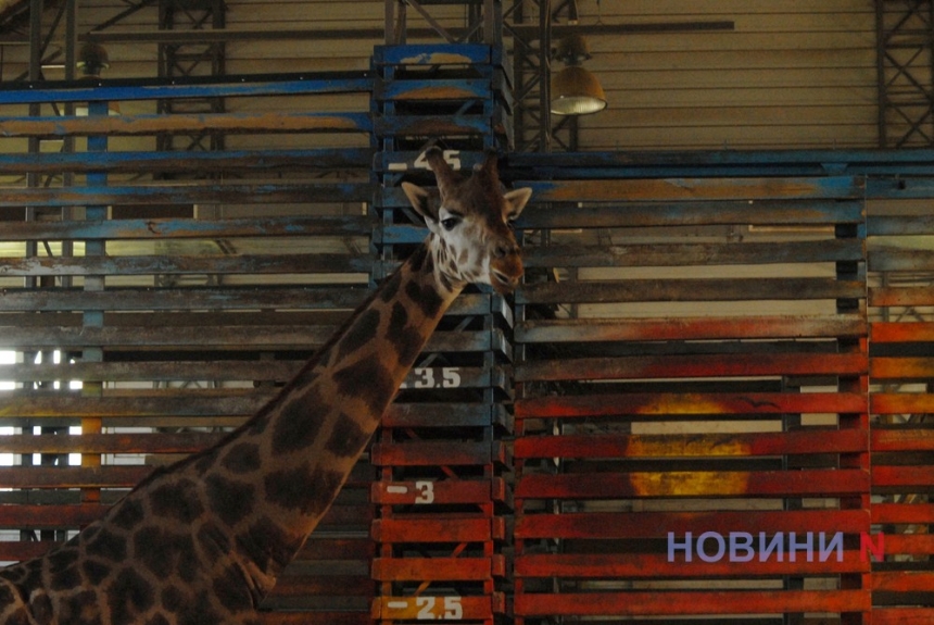 Как выглядит Николаевский зоопарк, переживающий уже третью войну (фоторепортаж)