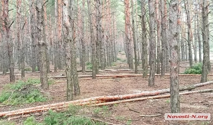 В Николаевской области через суд требуют вернуть в госсобственность леса на 300 миллионов