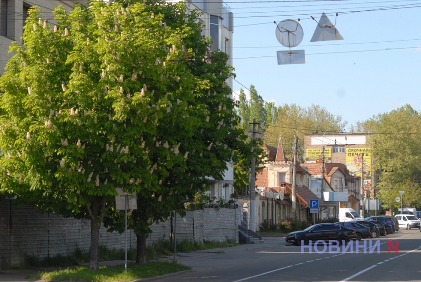 Як у Миколаєві цвіте каштан – травнева радість містян (фоторепортаж)