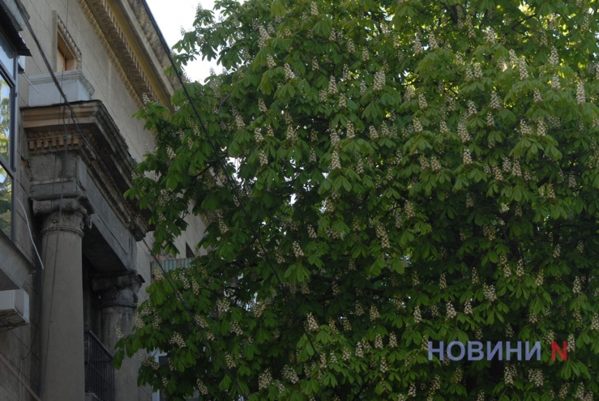 Как в Николаеве цветет каштан – майская радость горожан (фоторепортаж)