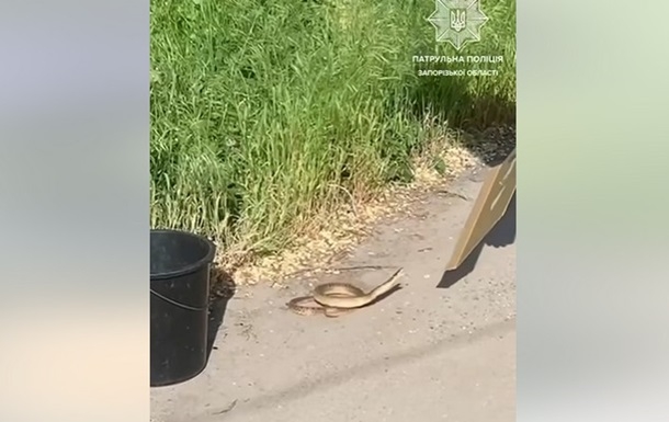 В Запорожье на детскую площадку заползла змея (видео)