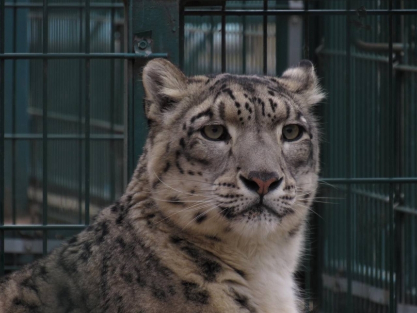 Николаевский зоопарк приглашает на праздник Дня защиты детей