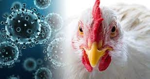 В Николаевской области выявлен птичий грипп — объявлен карантин