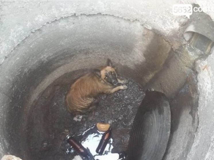 У Миколаєві врятували собаку з колодязя