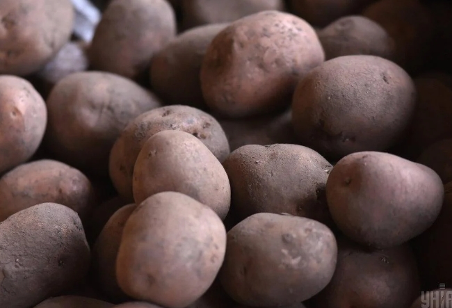 В Украине резко снизились цены на картофель