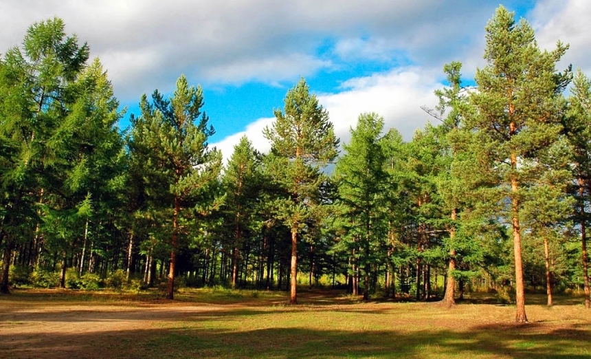 На Миколаївщині ділянку лісу незаконно передали під сільгоспроботи
