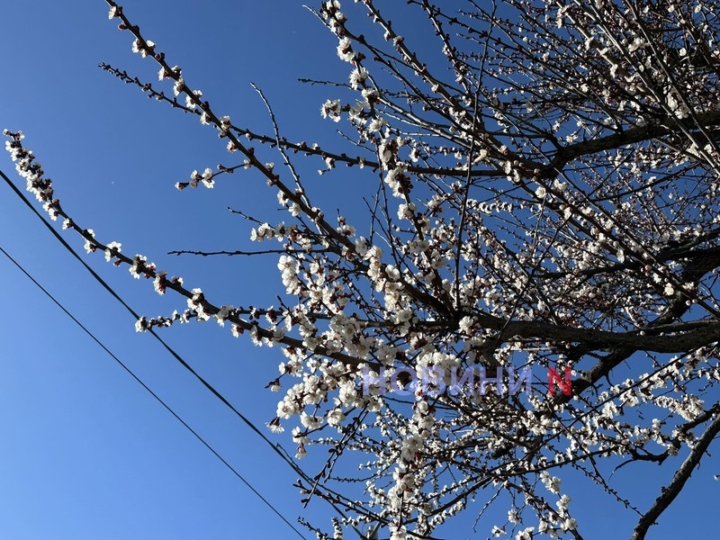 Весна прийшла остаточно: у Миколаєві зацвіли абрикоси та сливи