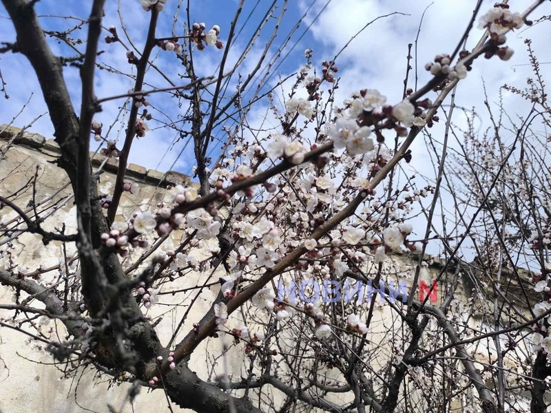 Весна пришла окончательно: в Николаеве зацвели абрикосы и сливы