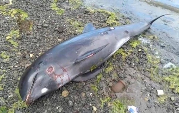 У Чорному морі через воєнні дії за місяць загинули десятки дельфінів