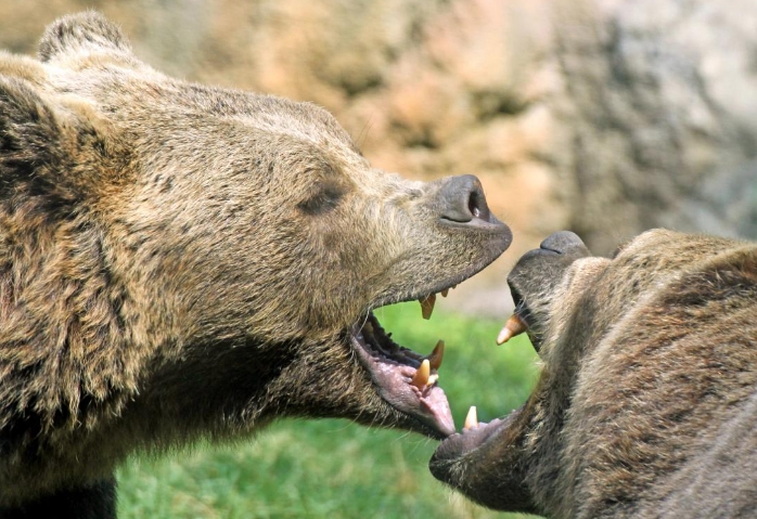 На румунському кордоні «патрулюють» великі ведмеді