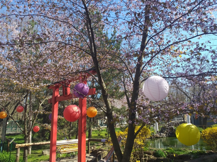 Сакура, магония и миндаль: Николаевский зоопарк превратился в цветущий сад (фото)