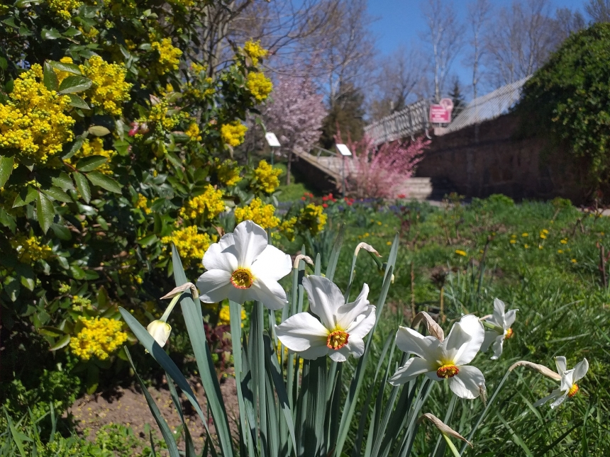 Сакура, магония и миндаль: Николаевский зоопарк превратился в цветущий сад (фото)