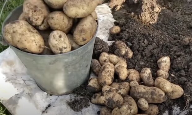 В Украине значительно упал в цене картофель: за сколько можно купить
